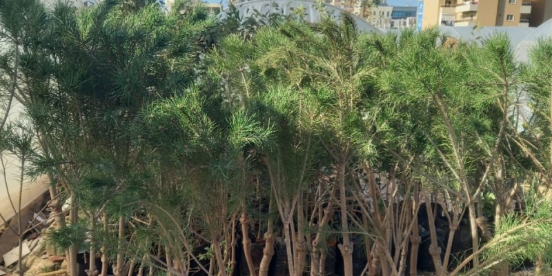 العمل البلدي في منطقة جبل عامل الأولى يوزّع 20 ألف شتلة ضمن حملة التشجير لعام 2026