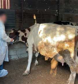 الحمى القلاعية تضرب الثروة الحيوانية في لبنان