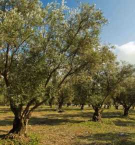 شجرة الزيتون ترفع راية الصمود في يومها العالمي