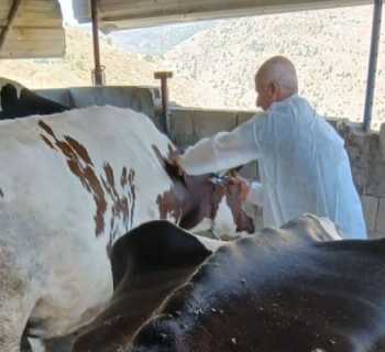 بلدية كفرفيلا تتابع الكشف البيطري على المواشي بالتعاون مع وزارة الزراعة