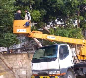 قسم الزراعة في بلدية المريجة يواصل أعمال تنظيف وتشحيل الأشجار