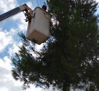 بلدية راشيا الوادي تشحّل أغصان الأشجار القريبة من خطوط الكهرباء