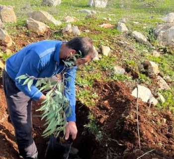 بلدية مجدل سلم تواصل تعزيز الغطاء الأخضر: زراعة 200 شجرة على طرقات عامة