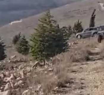 بلدية مارون الراس تزرع 230 شجرة زيتون في منطقة الشهداء