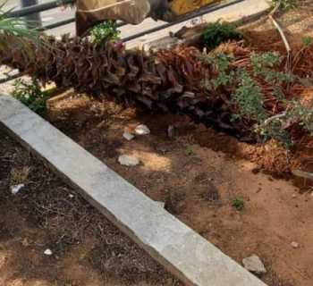 بلدية الغبيري تواصل أعمال الصيانة والتشجير لتحسين المشهد العام ورفع مستوى السلامة