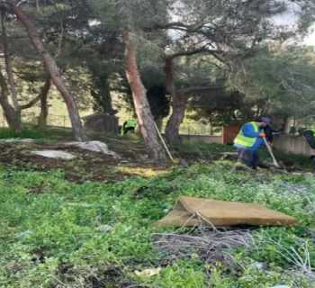 بلدية قلاويه تطلق أعمال التقليم والتنظيف في أحياء البلدة