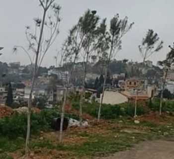 بلدية حاروف تزرع أشجار صنوبر قرب الحسينية تعزيزًا للغطاء الأخضر وجودة الهواء