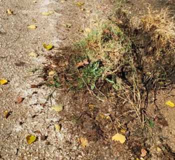 بلدية العين تواصل حملة تنظيف قنوات الريّ لتامين انسيابية المياه