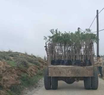 بلدية الريحان تزرع أشجار الصنوبر والخروب لتعزيز الغطاء الأخضر في البلدة