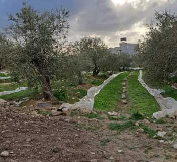 بلديّة دبعال: تأهيل مشاتل التبغ وتحضيرها للريّ بانتظار عودة الأهالي