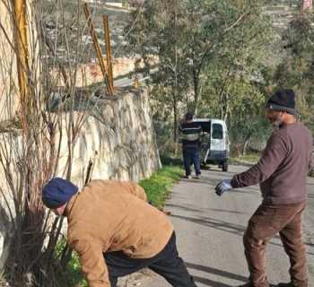 بلدية برج قلاوية تستكمل أعمال تشحيل الأشجار على جوانب الطرقات 