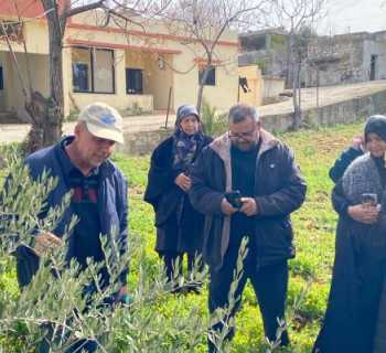 ورشة متخصصة لتقليم أشجار الزيتون في بلدية تولين لتعزيز الإنتاجية ودعم المزارعين
