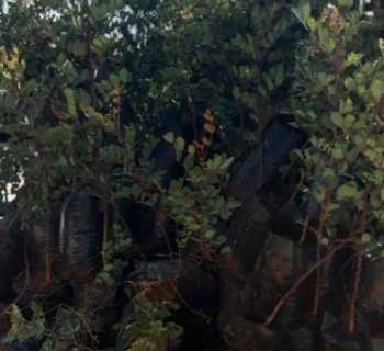 بلدية سجد تستلم 300 شتلة خروب مقدّمة من 