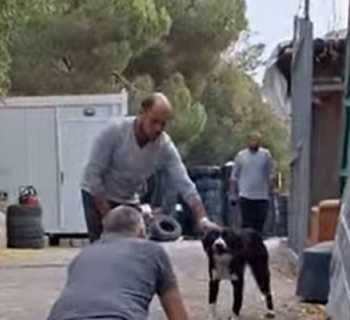 بلدية زوق مصبح تباشر بالمرحلة الأولى من مشروع الكلاب الشاردة