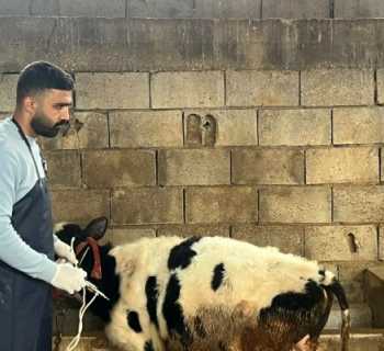 إعطاء الجرعة الثانية والنهائية ضد الحمى القلاعية في مزارع الخيام