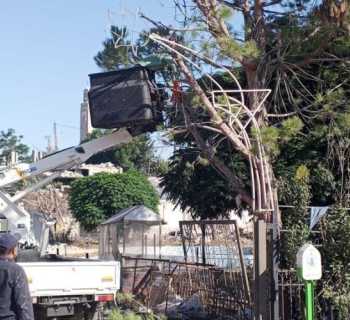 أعمال تشحيل الأشجار القريبة من شبكات الكهرباء في بلدة الطيبة