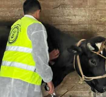 بلدية برعشيت تنفّذ حملة تلقيح للأبقار ضد الحمى القلاعية