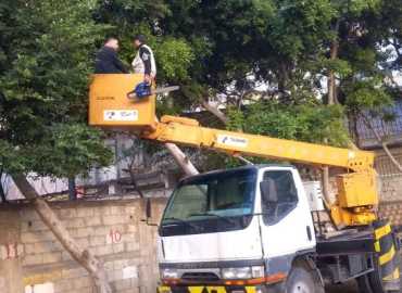 قسم الزراعة في بلدية المريجة يواصل أعمال تنظيف وتشحيل الأشجار