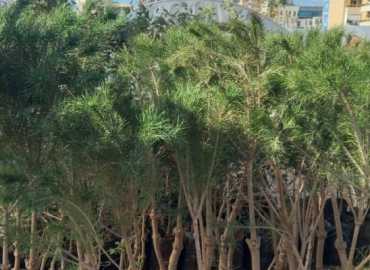 العمل البلدي في منطقة جبل عامل الأولى يوزّع 20 ألف شتلة ضمن حملة التشجير لعام 2026