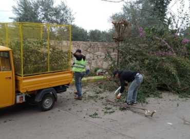 بلدية بريقع تواصل أعمال تقليم الأشجار حفاظًا على السلامة المرورية