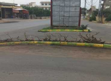 بلدية بريقع تنفّذ أعمال تقليم الشجيرات على القاطع الوسطي