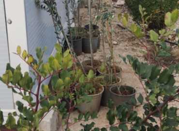 بلدية حانين توزّع أشجار الفواكه والزيتون لدعم الزراعة المحلية