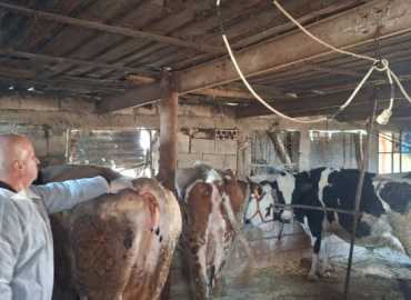 حملة تلقيح للأبقار في بلدة مجدل سلم بالتعاون مع وزارة الزراعة واتحاد بلديات جبل عامل