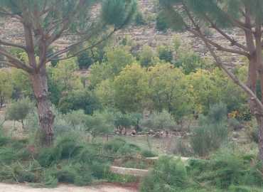 بلدية عرمتى تواصل حملتها للعناية بالأشجار وتشحيلها على الطرقات العامة