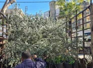 بلدية حانين واتحاد بلديات بنت جبيل يوزّعان أغراس زيتون دعمًا للمزارعين