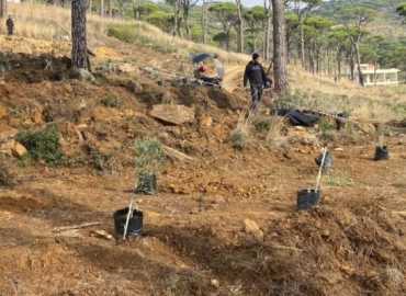 بلدية بتخنيه تنجز زراعة 550 شجرة زيتون بدعم من الأهالي