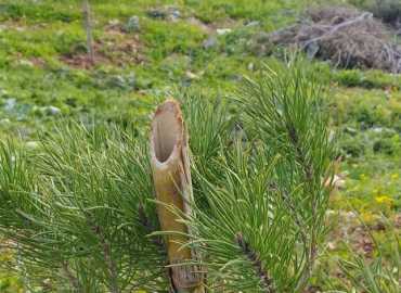 بلدية الشعيتية ومالكية الساحل تستكمل حملة تشجير بزراعة 200 شجرة