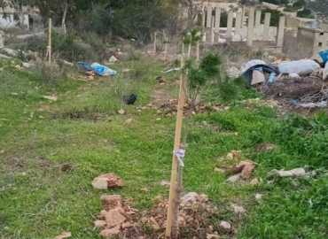 بلدية قلاوية تُطلق حملة تشجير بـ200 شتلة مثمرة لتعزيز البيئة والتنمية المستدامة