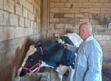 اتحاد بلديات جبل عامل يُطلق حملة تلقيح الأبقار ضد الحمى القلاعية