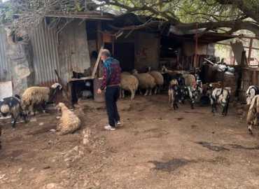 حملة لاتحاد بلديات جبل عامل لتحصين المواشي في بلدتي حولا وميس الجبل