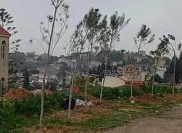 بلدية حاروف تزرع أشجار صنوبر قرب الحسينية تعزيزًا للغطاء الأخضر وجودة الهواء