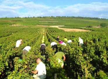 وزارة الزراعة: ارتفاع أسعار بعض الخضار والفواكه غير مبرّر