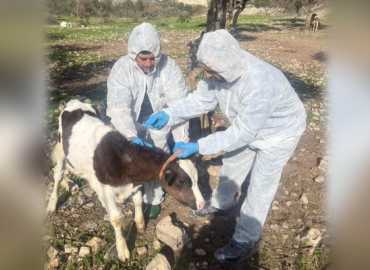 وزارة الزراعة تواصل حملة التحصين ضد الحمى القلاعية وتستكمل الجرعة الأولى للأبقار