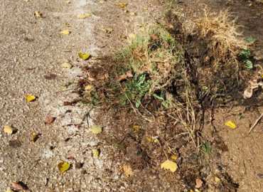 بلدية العين تواصل حملة تنظيف قنوات الريّ لتامين انسيابية المياه