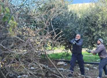 بلدية مدينة النبطية تُنظف دوّار كفرجوز وتزيل الأشجار اليابسة للحفاظ على السلامة والجمال