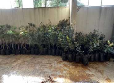 بلدية برعشيت تستلم 200 شجرة ضمن مبادرة 