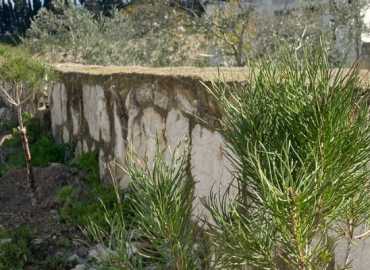 بلدية بستيات تباشر بزراعة 200 شجرة على جانبي طرقات البلدة