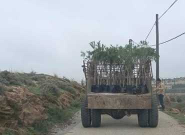 بلدية الريحان تزرع أشجار الصنوبر والخروب لتعزيز الغطاء الأخضر في البلدة