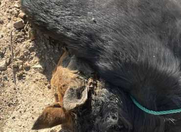 بلدية بافليه تستنكر قتل الحيوانات الأليفة بطرق غير إنسانية