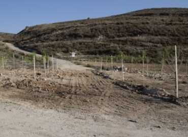 بلدية الكفور – النبطية تنشئ محمية جديدة وتغرسها بشجر الصنوبر