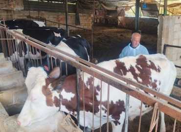 اتحاد بلديات جبل عامل ينفذ الجرعة الثانية من حملة تلقيح الأبقار ضد الحمى القلاعية