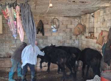 استكمال حملة تلقيح الأبقار ضد الحمى القلاعية في بلدات اتحاد جبل عامل