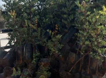 بلدية سجد تستلم 300 شتلة خروب مقدّمة من 