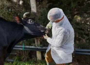 بلدية بَسكنتا تشكر وزارة الزراعة على حملة تلقيح الابقار ضدّ الحمّى القلاعية