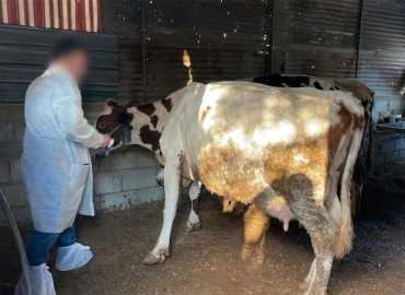 الحمى القلاعية تضرب الثروة الحيوانية في لبنان