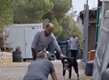 بلدية زوق مصبح تباشر بالمرحلة الأولى من مشروع الكلاب الشاردة